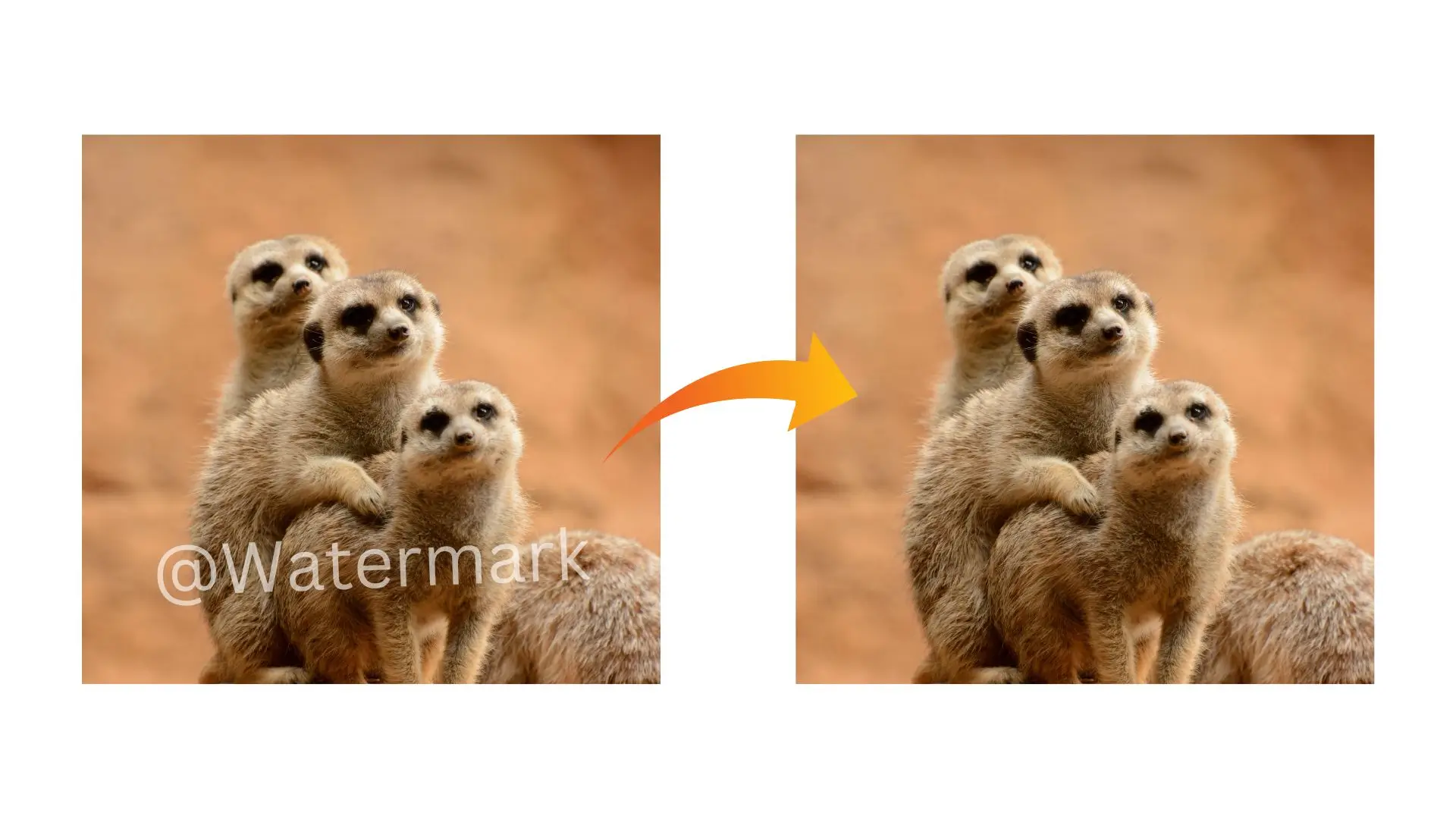Two images of meerkats side by side, both featuring the same playful caption beneath them.