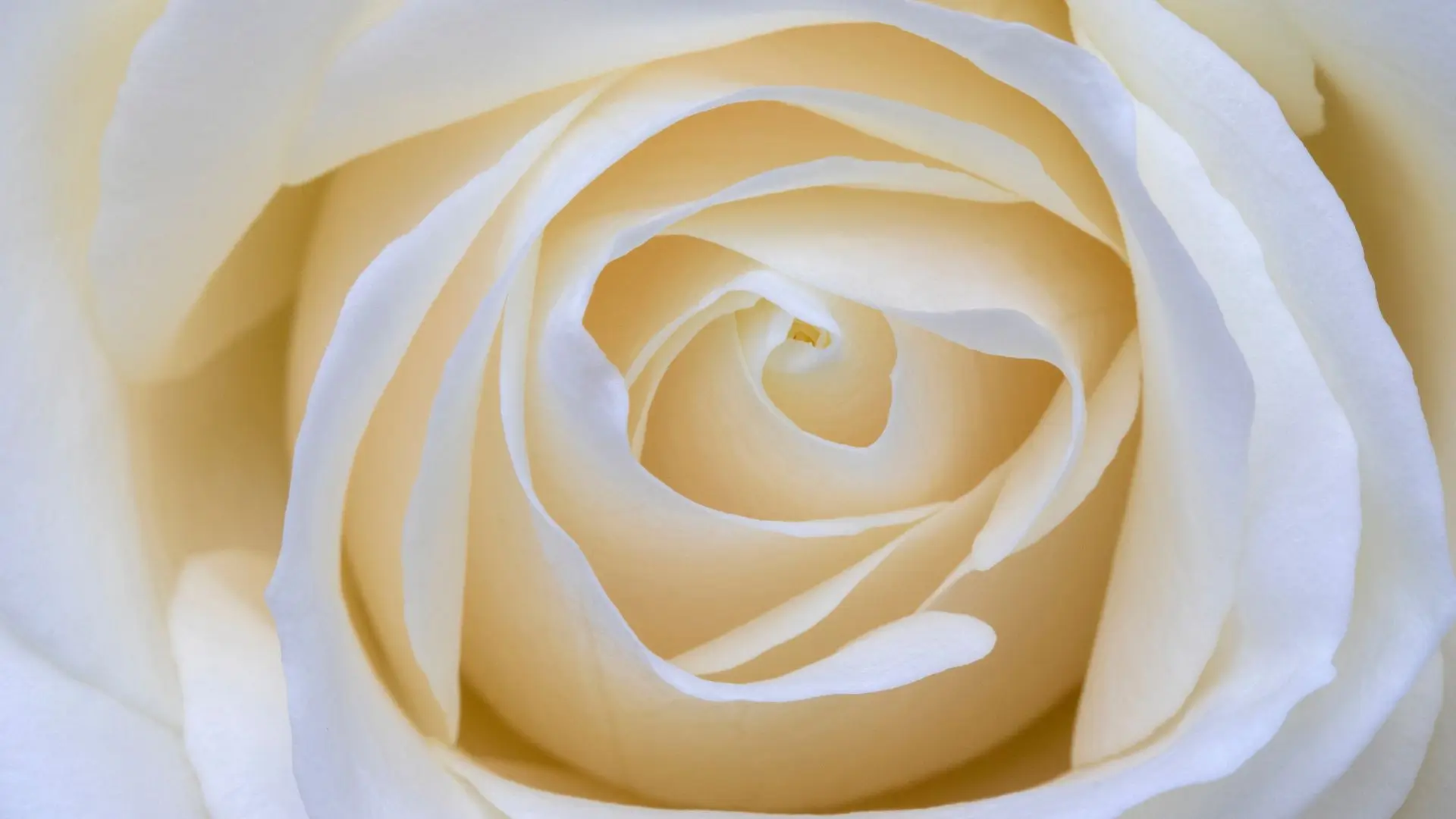  A close-up of a white rose showcasing its delicate petals spiraling inward, highlighting its intricate beauty.