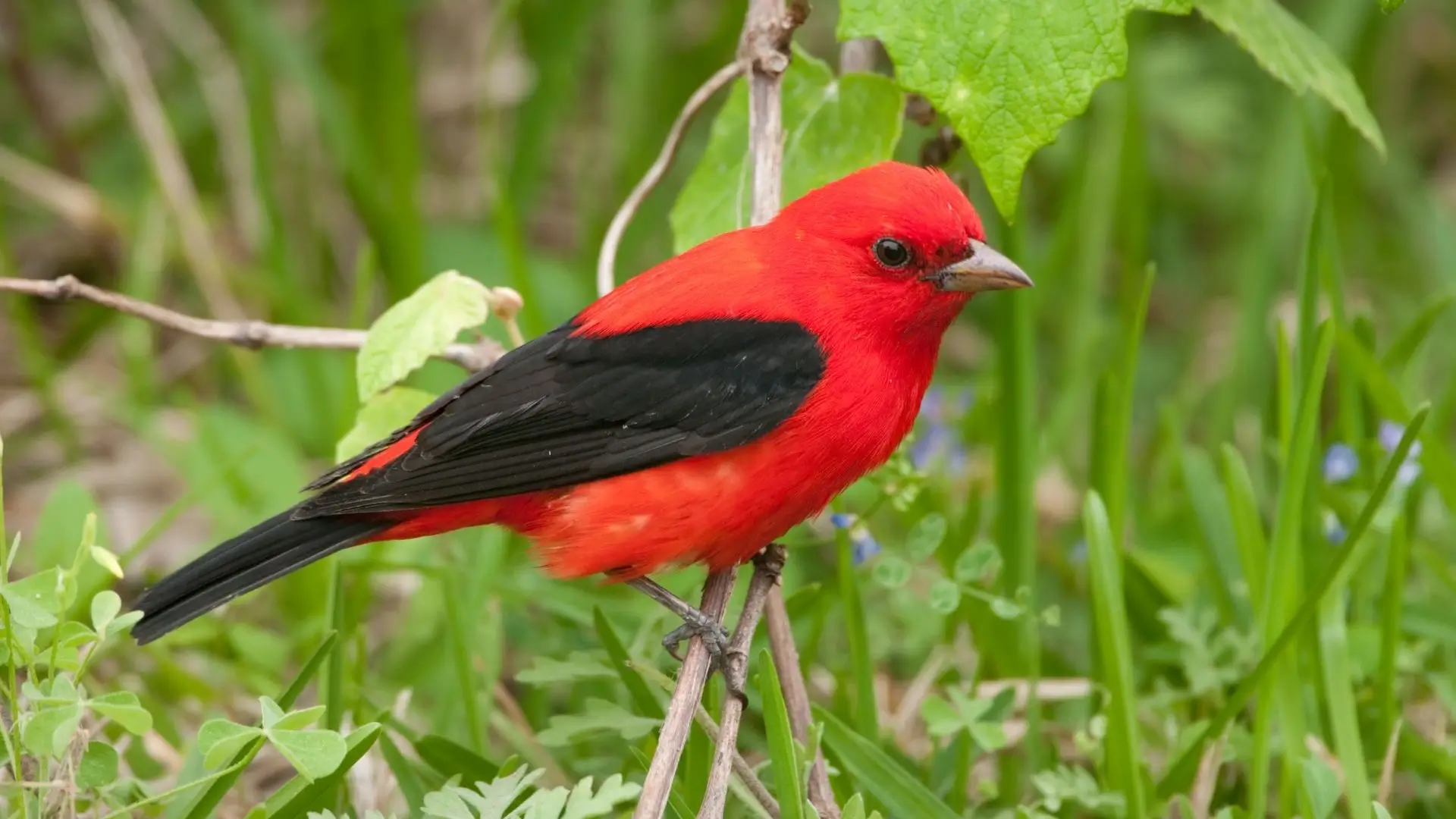 A red bird with striking black and white feathers perched gracefully on a branch against a natural backdrop.