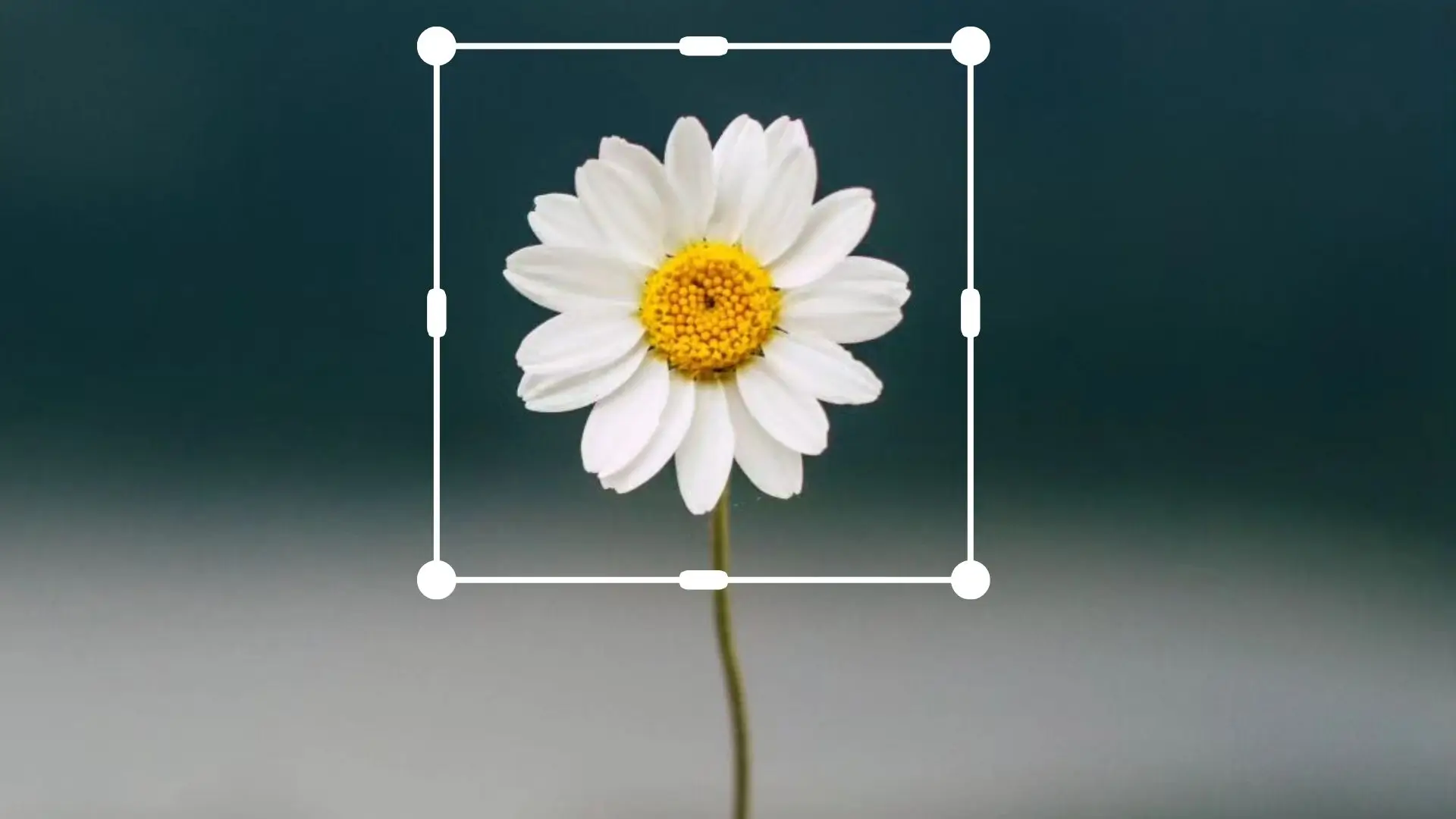 A delicate white flower displayed within a square frame, highlighting its intricate petals and natural beauty.