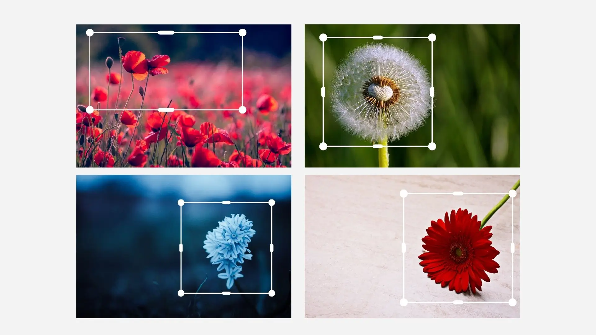 A collage featuring four distinct flower images alongside a dandelion, showcasing vibrant colors and diverse floral forms.