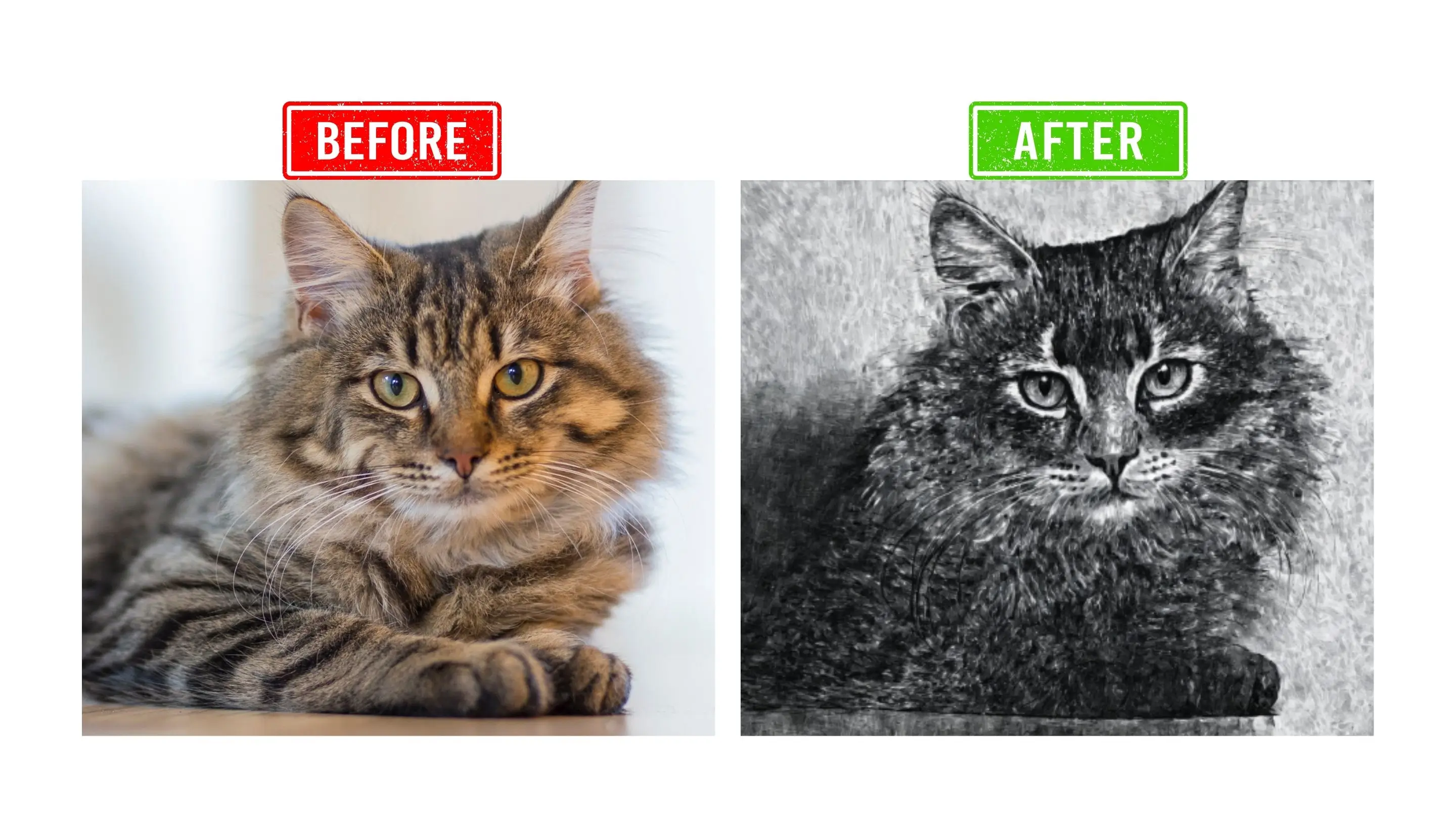 Before and after photo showcasing a cat's transformation, highlighting its improved appearance and health.