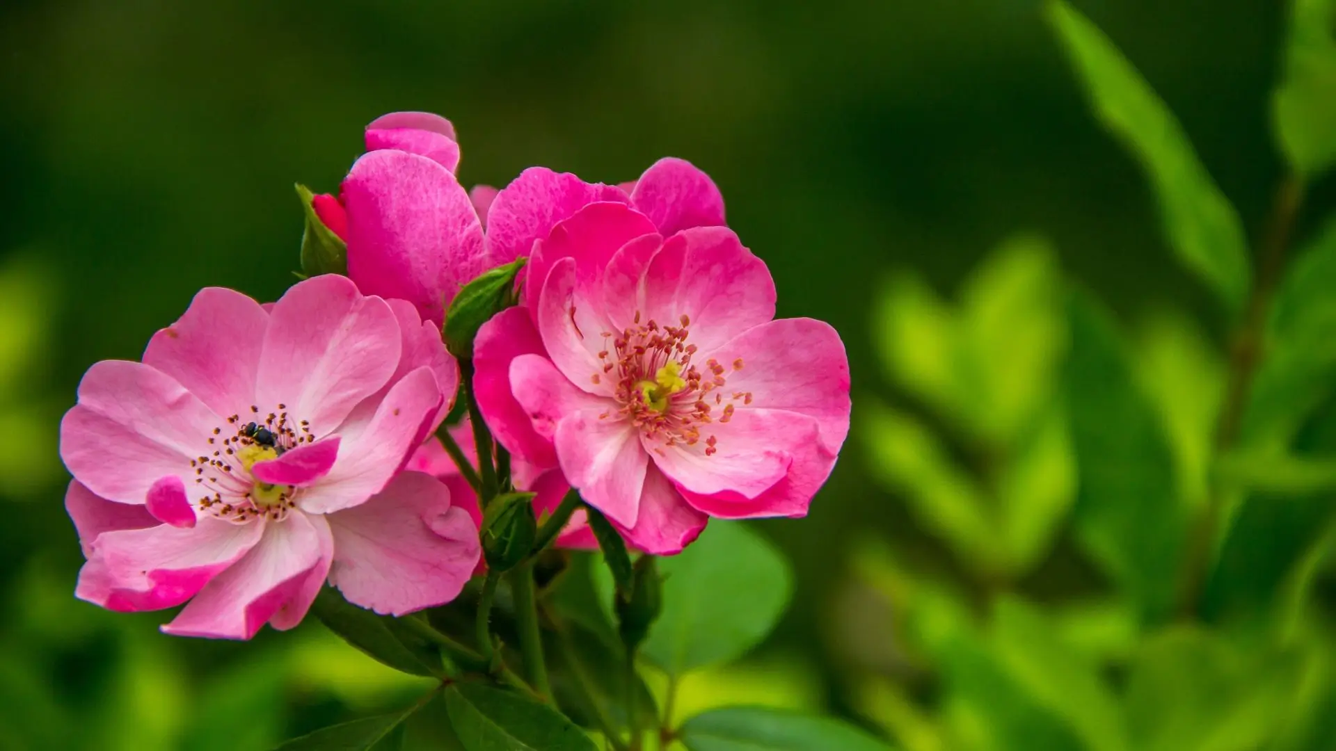Two pink flowers bloom vibrantly against a backdrop of lush green leaves.