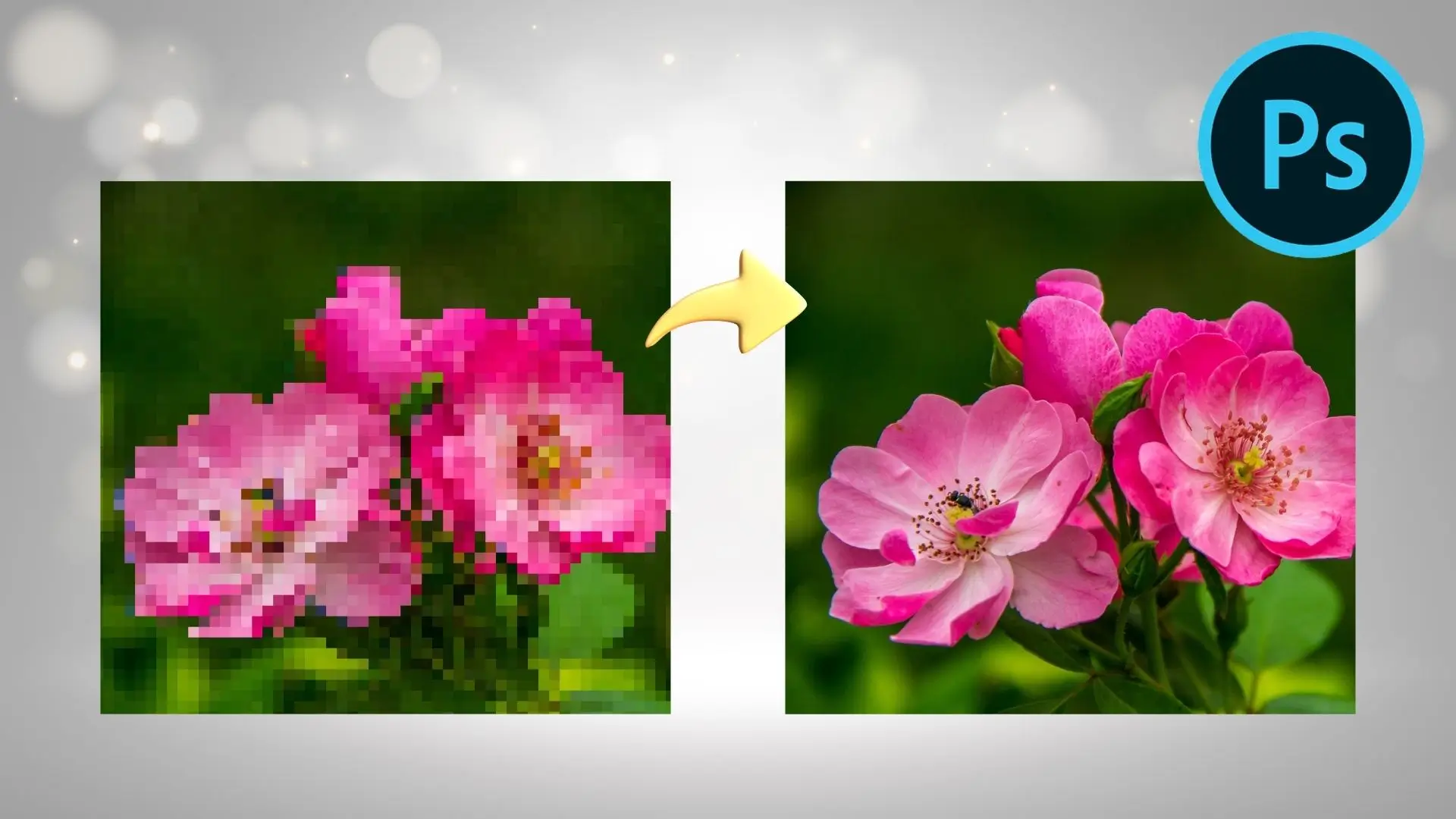 Two images of pink flowers set against an identical background, showcasing their vibrant colors and delicate petals.