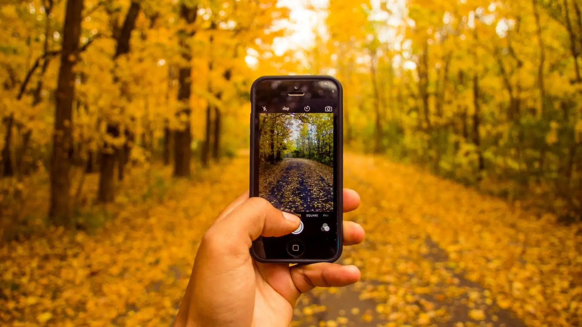 A person capturing a photo of a vibrant forest adorned with yellow leaves during autumn.