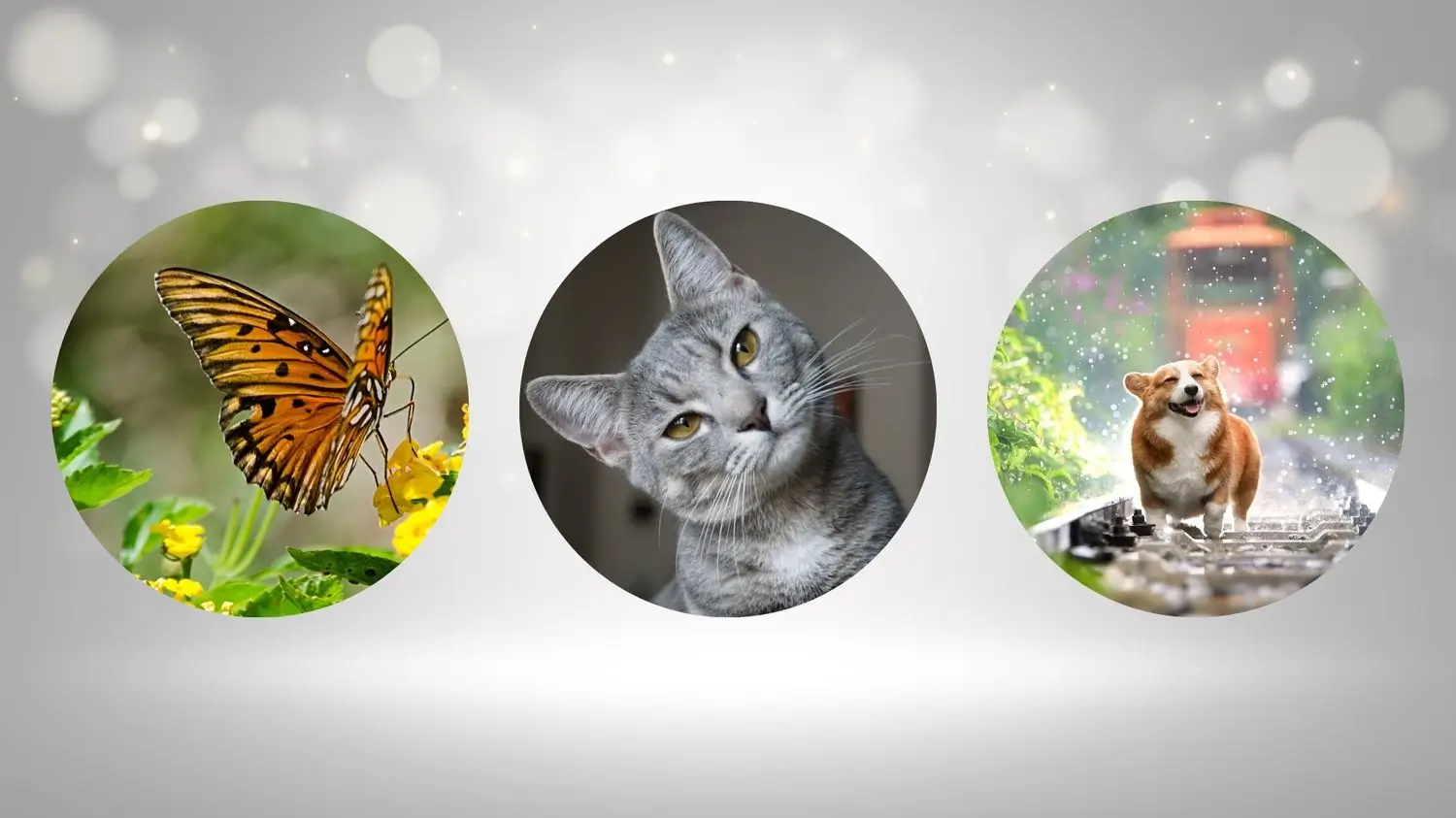 Three adorable cats curiously observing a colorful butterfly in a vibrant outdoor setting.