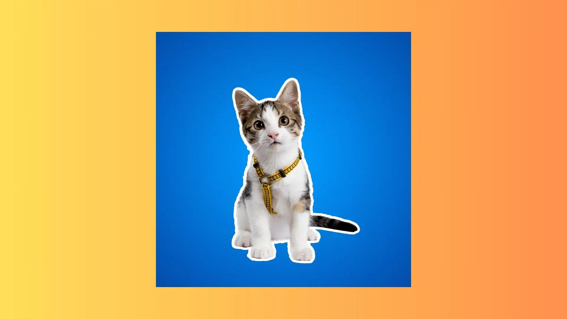 A cat sits calmly against a vibrant yellow background, showcasing its fur and relaxed demeanor.