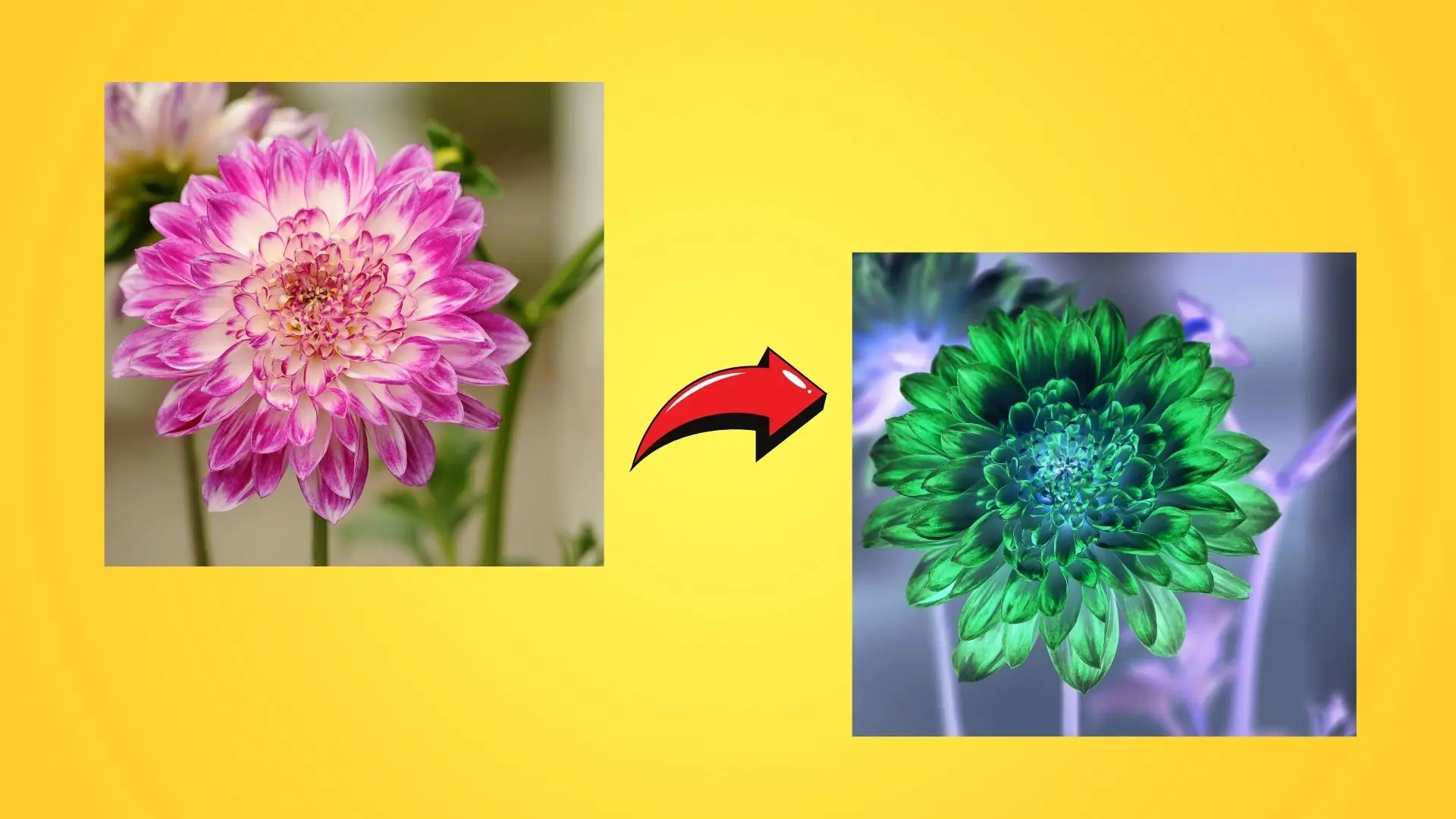 A vibrant flower with a green stem and delicate pink petals, showcasing nature's beauty and color contrast.