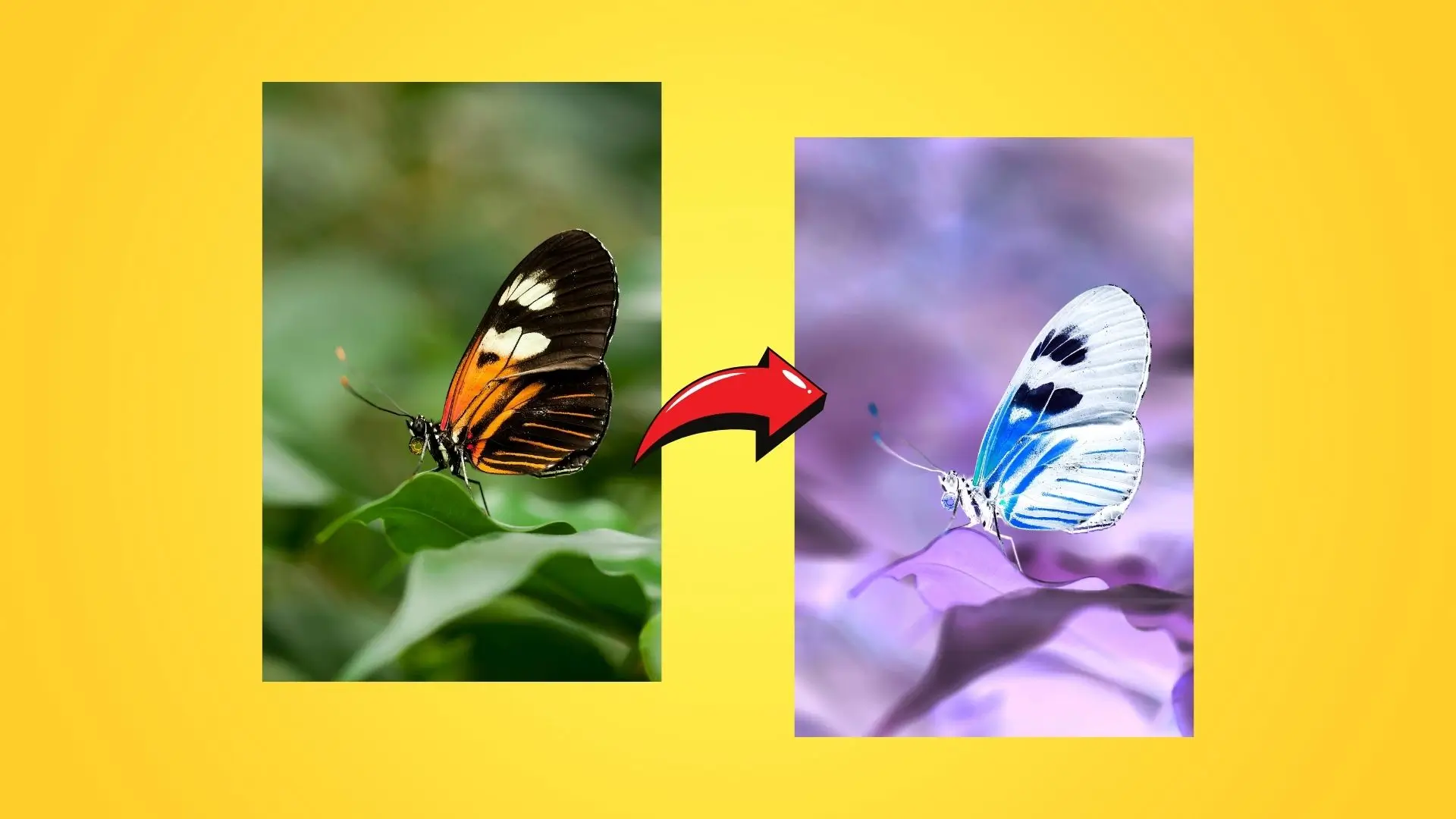 Two butterflies resting on a vibrant yellow background, showcasing their delicate wings and colorful patterns.