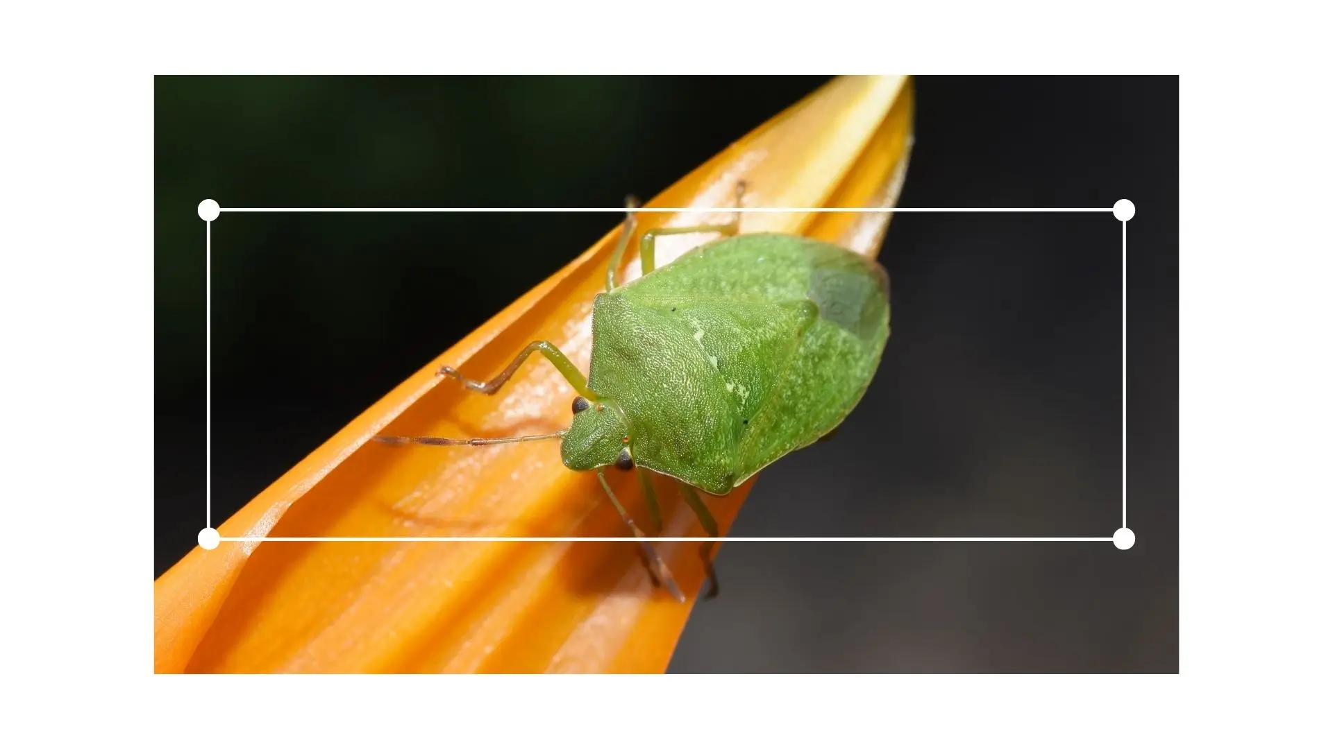 A green bug perched on a flower, featuring a square shape in the center of the bloom.