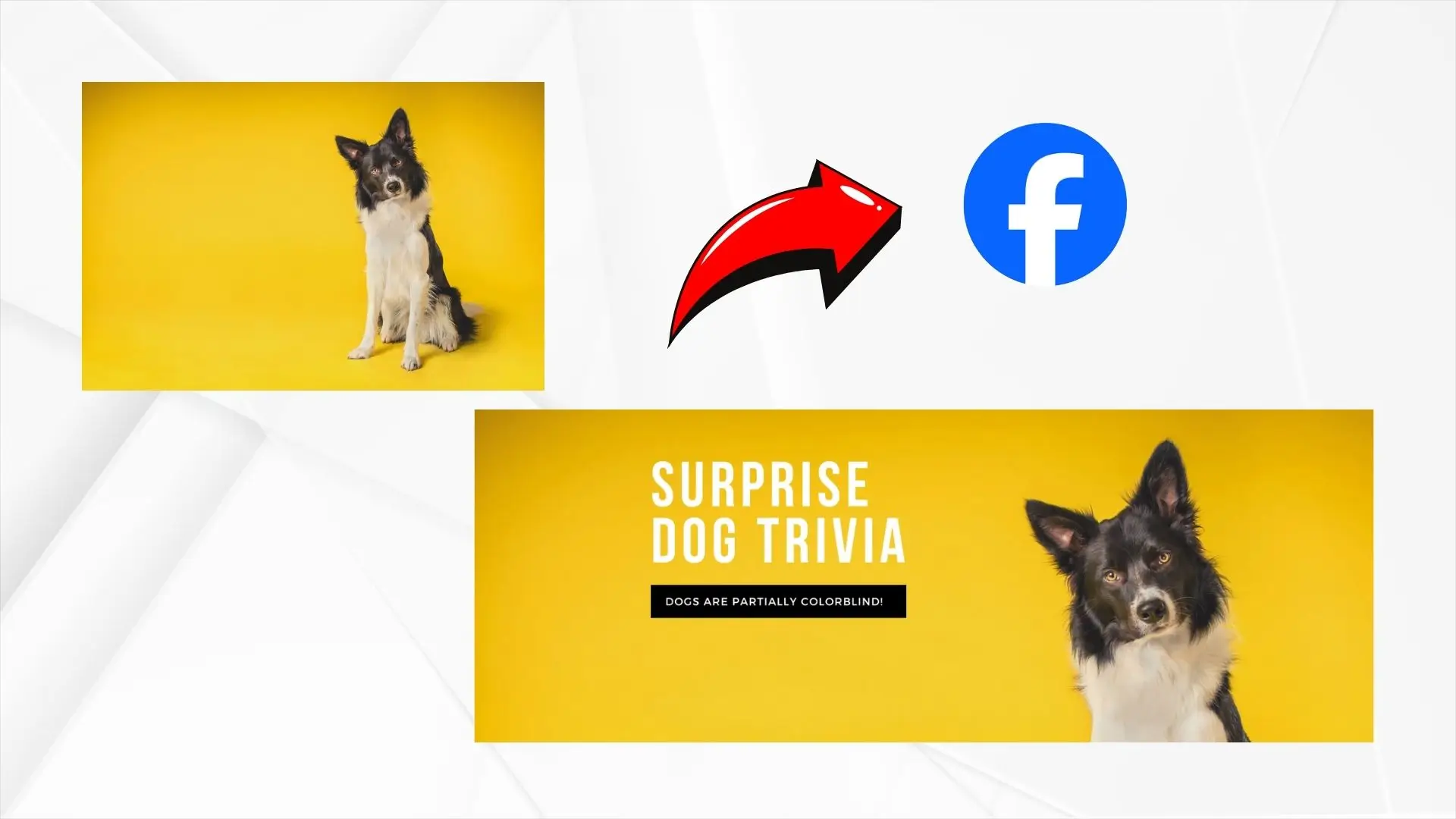 Engaging Facebook page template featuring fun dog trivia, designed to surprise and delight dog lovers.