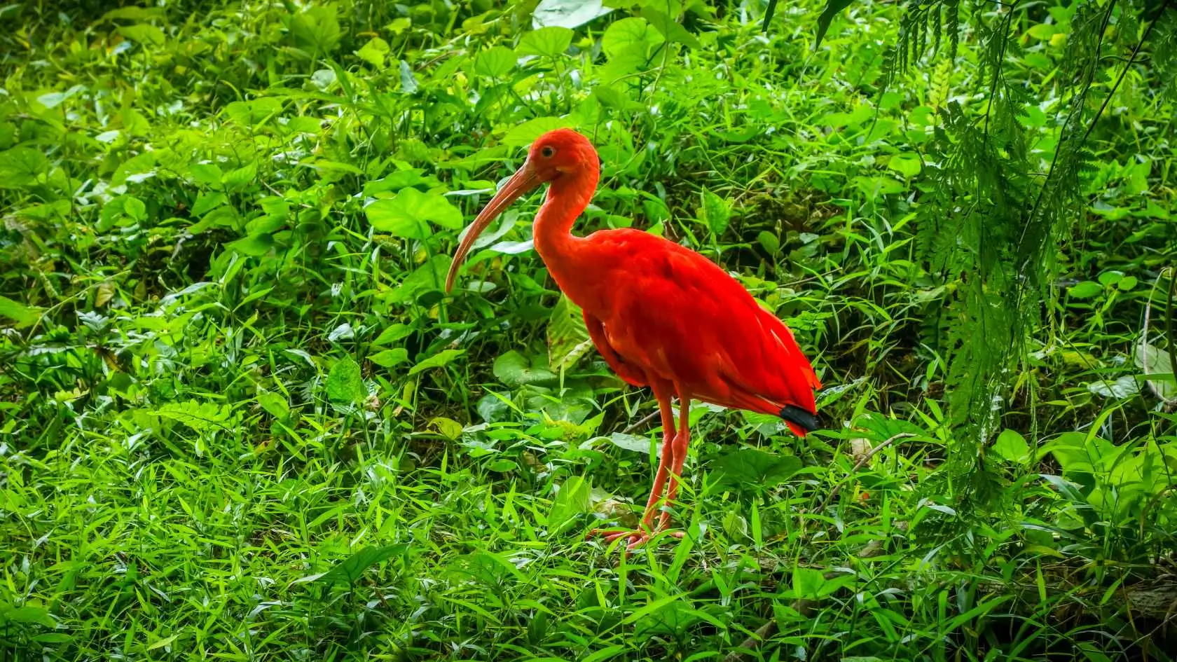 A red bird perches in the grass, its bright feathers contrasting beautifully with the green surroundings.