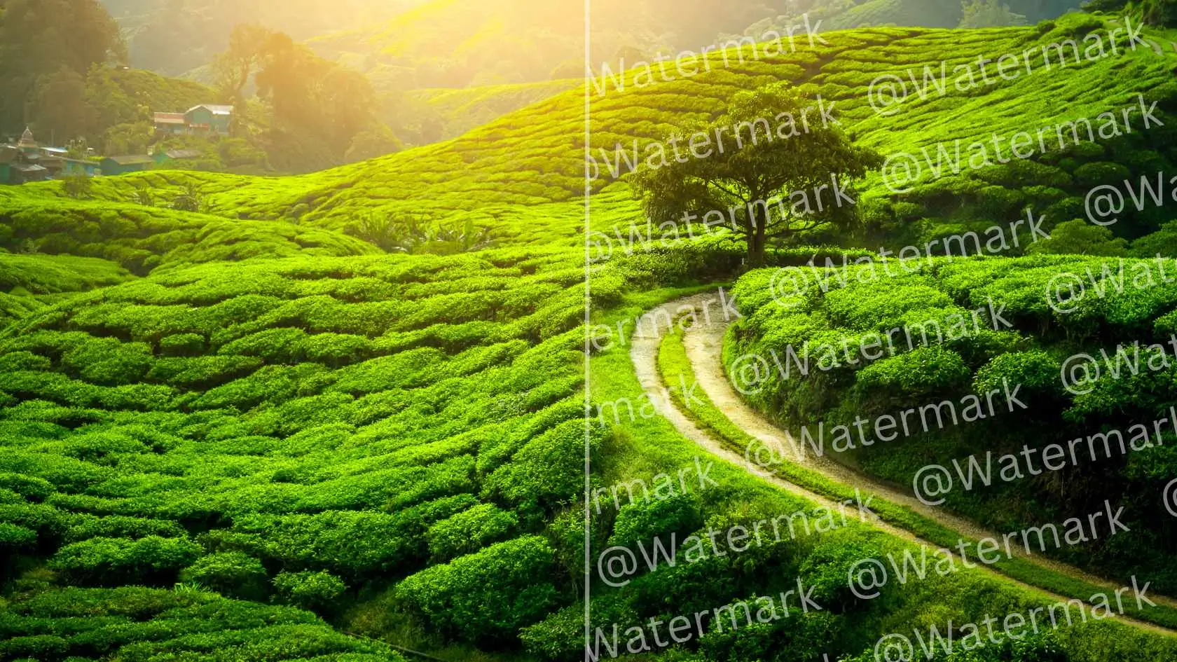 Sunlight illuminates a lush green tea plantation, showcasing vibrant leaves under a clear blue sky.