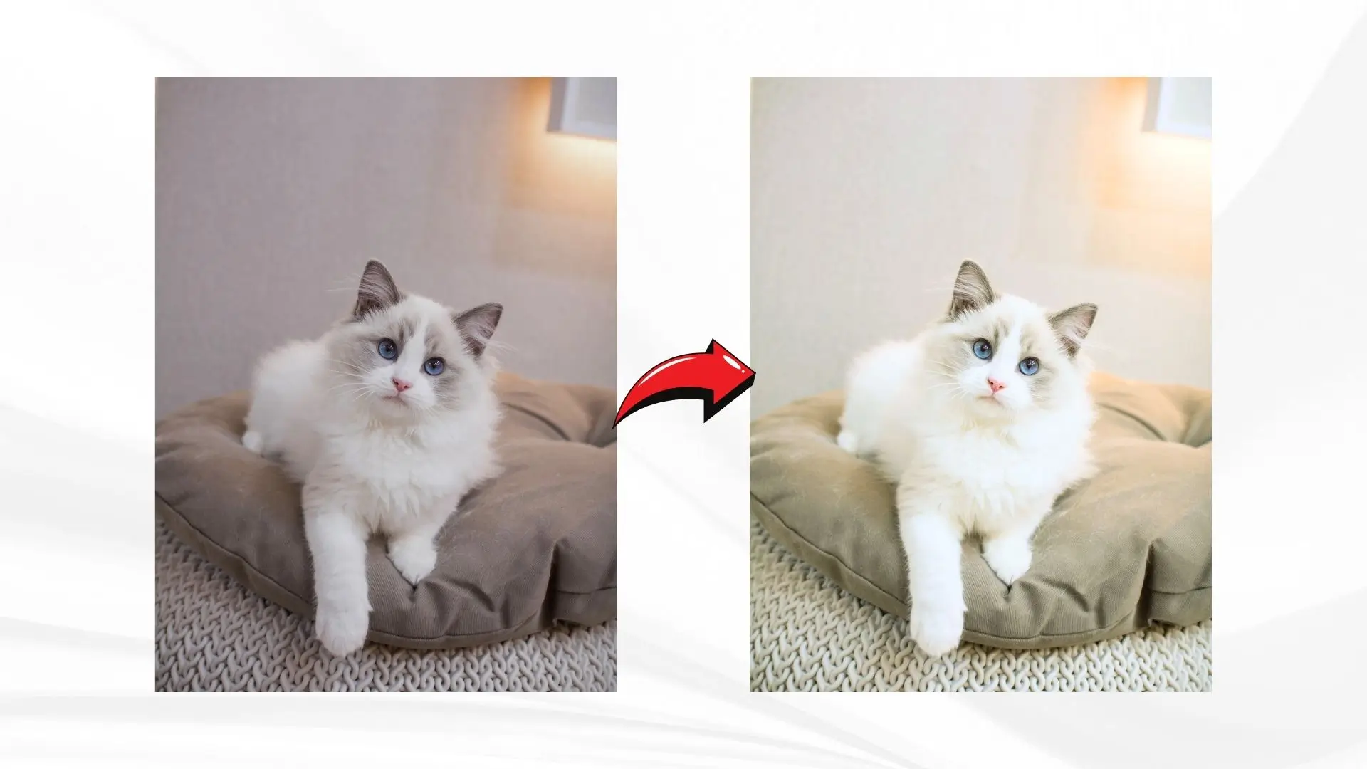 A cat sits on a bed, with a red arrow pointing to the left, highlighting its position in the cozy setting.