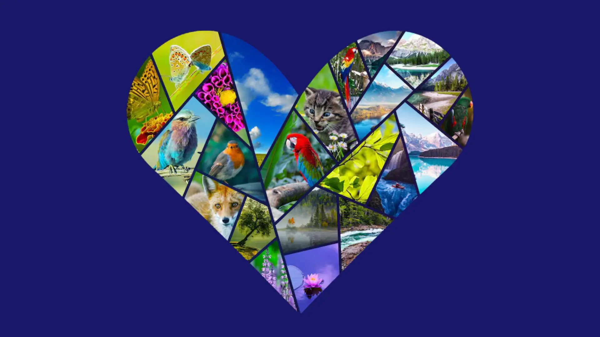A heart-shaped collage featuring various images of animals and plants, showcasing nature's beauty and diversity.